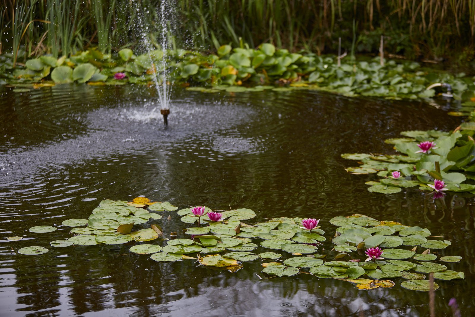 Teich im Park